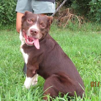 Beans -  Border Collie Dog for Adoption in Lake Jackson, Texas - Beans | PetCurious