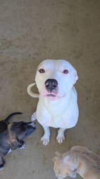 Inara -  Pit Bull Terrier Dog for Adoption in Estherville, Iowa - Inara | PetCurious