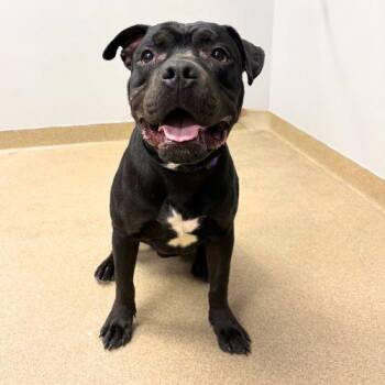 PETE -  American Bulldog and Pit Bull Terrier Dog for Adoption in Aurora, Colorado - PETE | PetCurious