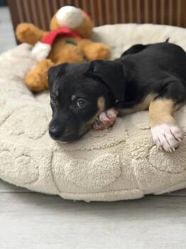 German Shepherd Dog Dogs Available for Adoption - Palmer | PetCurious