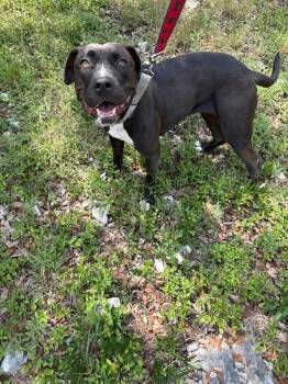 Pit Bull Terrier Dogs Available for Adoption - Noelle  | PetCurious