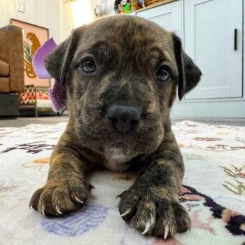 Pit Bull Terrier and Labrador Retriever Dogs Available for Adoption - Magnolia Forestry | PetCurious