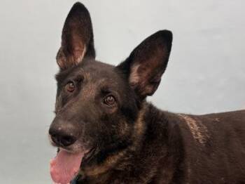 Odie -  German Shepherd Dog and Mixed Breed Dog for Adoption in Golden Valley, Minnesota - Odie | PetCurious