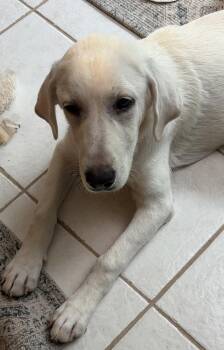 Petra -  Great Pyrenees Dog for Adoption in Mundelein, Illinois - Petra | PetCurious