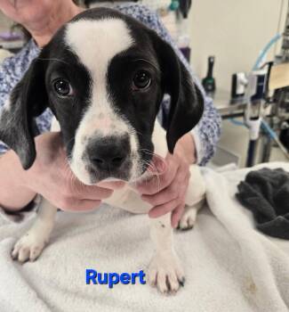 Australian Cattle Dog Blue Heeler Dogs Available for Adoption in Fullerton, Pennsylvania - Rupert | PetCurious
