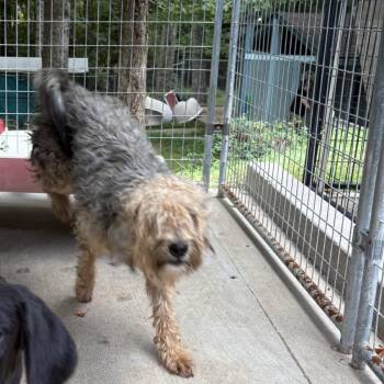 Pokey -  Wheaten Terrier Dog for Adoption in Columbus, North Carolina - Pokey | PetCurious