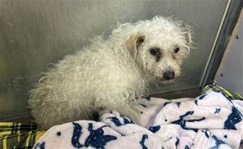 Poodle Dogs Available for Adoption - DELILAH | PetCurious