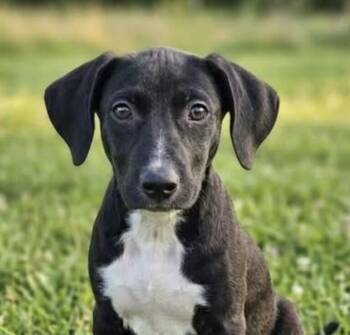 Pup Apple -  Labrador Retriever and Pit Bull Terrier Dog for Adoption in Washington, District Of Columbia - Pup Apple | PetCurious