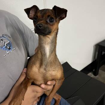 Chihuahua Dogs Available for Adoption in Tampa, Florida - Tweety | PetCurious