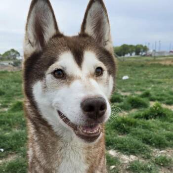 Husky Dogs Available for Adoption in Othello, Washington - Apricot Cloud | PetCurious
