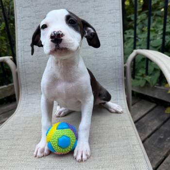 South America -  Border Collie Dog for Adoption in Minneapolis, Minnesota - South America | PetCurious
