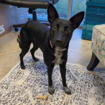 Stormy- 092901U -  Australian Kelpie Dog for Adoption in Tupelo, Mississippi - Stormy- 092901U | PetCurious