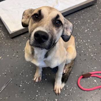 Mixed Breed Dogs Available for Adoption in Columbiana, Alabama - Olivia Rodrigo | PetCurious