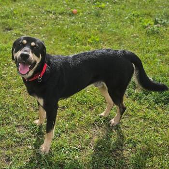 River -  Mixed Breed Dog for Adoption in Monticello, Iowa - River | PetCurious