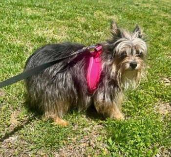 Yorkshire Terrier Dogs Available for Adoption in Annapolis, Maryland - Hannah | PetCurious