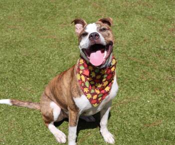 Cash -  Mixed Breed Dog for Adoption in Athens, Georgia - Cash | PetCurious