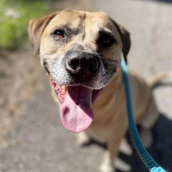 Rescue Black Mouth Cur Dogs for Adoption in Spring, Texas - Link | PetCurious