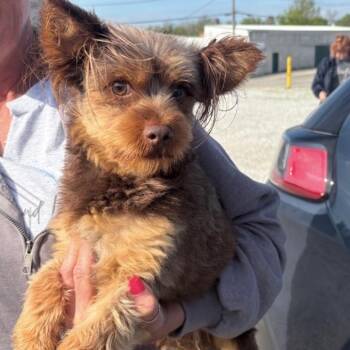 Yorkshire Terrier Dogs Available for Adoption in Normal, Illinois - Flash | PetCurious