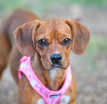 Schatz - A Real Treasure -  Beagle and Dachshund Dog for Adoption in Falmouth, Maine - Schatz - A Real Treasure | PetCurious