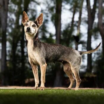 Pixie -  Rat Terrier and Mixed Breed Dog for Adoption in Jupiter, Florida - Pixie | PetCurious