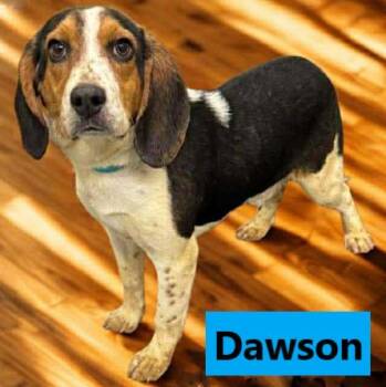 Beagle Dogs Available for Adoption - Dawson | PetCurious
