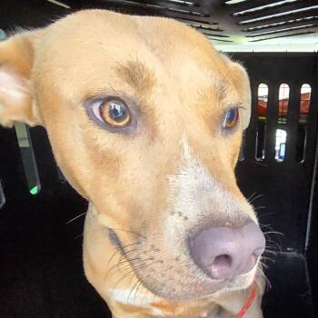 Jessie -  Terrier and Mixed Breed Dog for Adoption in Montgomery, Alabama - Jessie | PetCurious