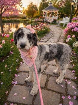 Poodle and Standard Poodle Dogs Available for Adoption - Lollipop | PetCurious