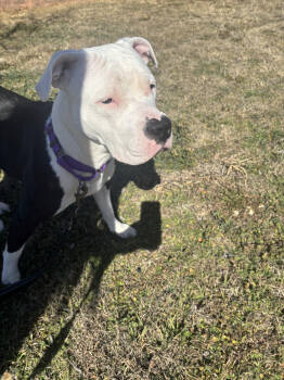 Rescue Pit Bull Terrier Dogs for Adoption in Lawton, Oklahoma - LAYLA DAKOTA | PetCurious