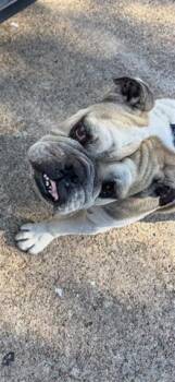 Rescue American Bulldog Dogs for Adoption in Houston, Texas - A644822 | PetCurious