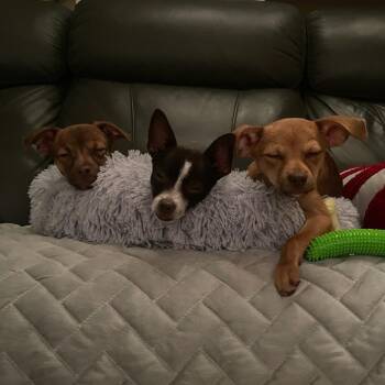 Buster -  Chihuahua and Mixed Breed Dog for Adoption in Murray, Utah - Buster | PetCurious