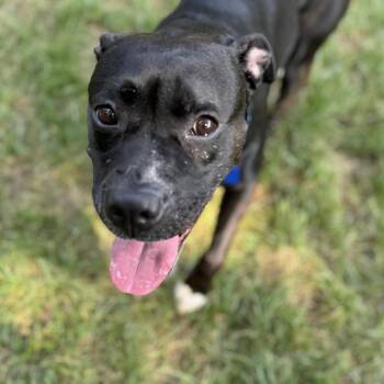 Oakland -  Boxer and Mixed Breed Dog for Adoption in Potomac, Maryland - Oakland | PetCurious