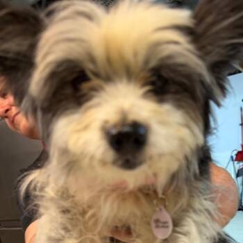 Pomeranian and Poodle Dogs Available for Adoption in West Chester, Pennsylvania - Alexis | PetCurious