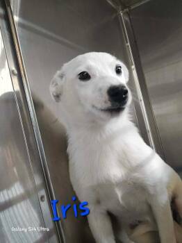 Chihuahua and Mixed Breed Dogs Available for Adoption in Warrenton, Missouri - LH Iris | PetCurious