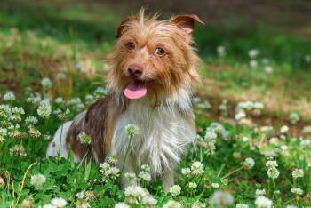 Yorkshire Terrier Dogs Available for Adoption in Milton, Georgia - Jack Scruffles | PetCurious