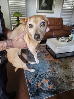 NINA -  Dachshund Dog for Adoption in San Antonio, Texas - NINA | PetCurious