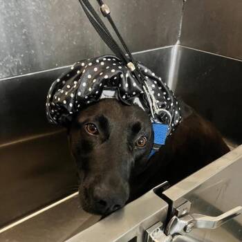 Mixed Breed Dogs Available for Adoption - Bingo | PetCurious