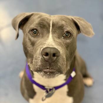 Susie -  Pit Bull Terrier Dog for Adoption in Los Angeles, California - Susie | PetCurious