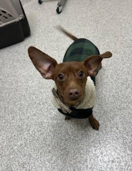 Dachshund Dogs Available for Adoption - Roman | PetCurious
