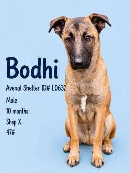 Bodhi -  Shepherd Dog for Adoption in Avenal, California - Bodhi | PetCurious