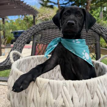 Labrador Retriever Dogs Available for Adoption in Mettawa, Illinois - Otis All Love | PetCurious