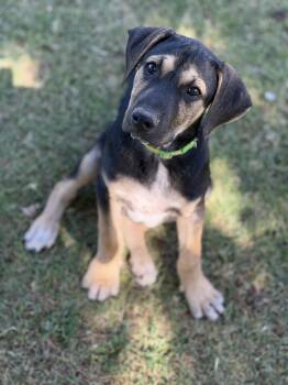 Labrador Retriever and Shepherd Dogs Available for Adoption in Gilbert, Arizona - Zane | PetCurious