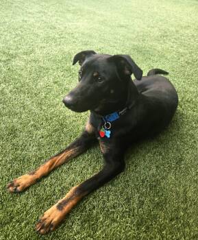 BENNY -  Shepherd and Rottweiler Dog for Adoption in Coquitlam, British Columbia - BENNY | PetCurious