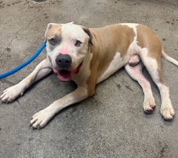 Luciano -  Pit Bull Terrier and Mixed Breed Dog for Adoption in Honolulu, Hawaii - Luciano | PetCurious