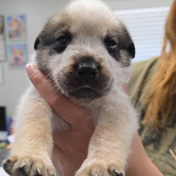 Rescue Black Labrador Retriever and German Shepherd Dog Dogs for Adoption in Kingman, Kansas - Ciarah Pups_7_black | PetCurious