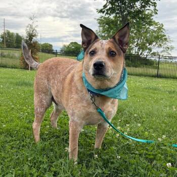 Gordon -  Cattle Dog and None Dog for Adoption - Gordon | PetCurious