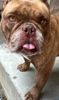Bubbles Babe -  English Bulldog and French Bulldog Dog for Adoption in Jackson, Louisiana - Bubbles Babe | PetCurious