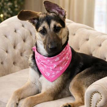 German Shepherd Dog Dogs Available for Adoption - RAYA GS | PetCurious