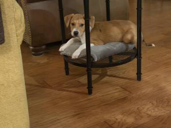 Labrador Retriever Dogs Available for Adoption in San Antonio, Texas - Milo | PetCurious