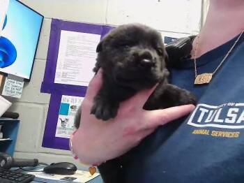 German Shepherd Dog and Mixed Breed Dogs Available for Adoption in Tulsa, Oklahoma - MAGPIE | PetCurious