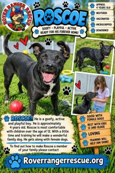Roscoe -  Labrador Retriever Dog for Adoption in Wrightwood, California - Roscoe | PetCurious